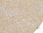 SLIRP Antibody in Immunohistochemistry (Paraffin) (IHC (P))