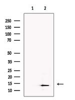 SLIRP Antibody in Western Blot (WB)