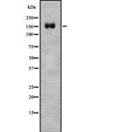 SLIT2 Antibody in Western Blot (WB)