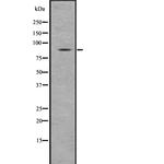 SMURF1 Antibody in Western Blot (WB)