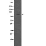 SMURF1 Antibody in Western Blot (WB)