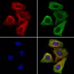 SORL1 Antibody in Immunocytochemistry (ICC/IF)