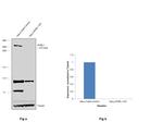 SORL1 Antibody in Western Blot (WB)