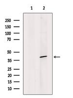 SOX18 Antibody in Western Blot (WB)