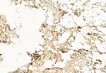 SP1 Antibody in Immunohistochemistry (Paraffin) (IHC (P))