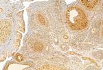 SP1 Antibody in Immunohistochemistry (Paraffin) (IHC (P))