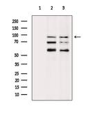 SP1 Antibody in Western Blot (WB)