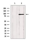 SP1 Antibody in Western Blot (WB)