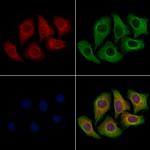 SPRED2 Antibody in Immunocytochemistry (ICC/IF)