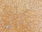 SPRED2 Antibody in Immunohistochemistry (Paraffin) (IHC (P))