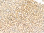 SPRED2 Antibody in Immunohistochemistry (Paraffin) (IHC (P))