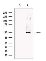 SPRED2 Antibody in Western Blot (WB)