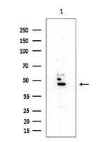 SSB Antibody in Western Blot (WB)