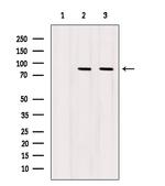 STAT5a Antibody in Western Blot (WB)