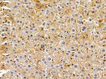 STEAP3 Antibody in Immunohistochemistry (Paraffin) (IHC (P))