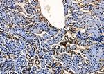 MST2 Antibody in Immunohistochemistry (Paraffin) (IHC (P))