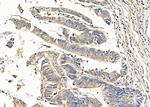 Syntaxin 6 Antibody in Immunohistochemistry (Paraffin) (IHC (P))