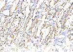 Syntaxin 6 Antibody in Immunohistochemistry (Paraffin) (IHC (P))