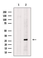 Syntaxin 6 Antibody in Western Blot (WB)