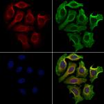 SULF1 Antibody in Immunocytochemistry (ICC/IF)