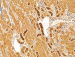 SULF1 Antibody in Immunohistochemistry (Paraffin) (IHC (P))