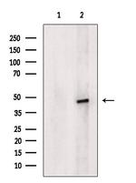 SUV39H1 Antibody in Western Blot (WB)