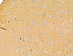 Syntaxin 2 Antibody in Immunohistochemistry (Paraffin) (IHC (P))