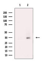 Syntaxin 2 Antibody in Western Blot (WB)