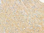 Syntrophin alpha-1 Antibody in Immunohistochemistry (Paraffin) (IHC (P))