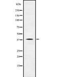 TAAR1 Antibody in Western Blot (WB)