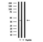 TAAR6 Antibody in Western Blot (WB)