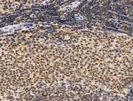 TBP Antibody in Immunohistochemistry (Paraffin) (IHC (P))