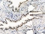 TBP Antibody in Immunohistochemistry (Paraffin) (IHC (P))