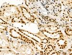 TBP Antibody in Immunohistochemistry (Paraffin) (IHC (P))