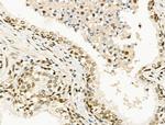 TBP Antibody in Immunohistochemistry (Paraffin) (IHC (P))