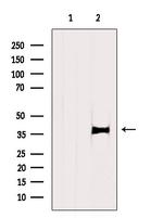 TBP Antibody in Western Blot (WB)