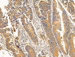 TCP-1 beta Antibody in Immunohistochemistry (Paraffin) (IHC (P))