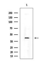 Cripto Antibody in Western Blot (WB)