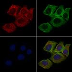 Cripto Antibody in Immunocytochemistry (ICC/IF)