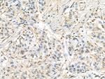 TET3 Antibody in Immunohistochemistry (Paraffin) (IHC (P))