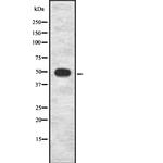 AP2 gamma Antibody in Western Blot (WB)