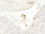 TFAP4 Antibody in Immunohistochemistry (Paraffin) (IHC (P))