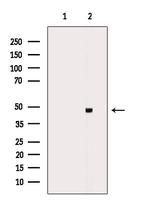 PAR1 Antibody in Western Blot (WB)