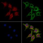 TIM-4 Antibody in Immunocytochemistry (ICC/IF)