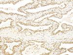 TIM-4 Antibody in Immunohistochemistry (Paraffin) (IHC (P))