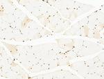 TIM-4 Antibody in Immunohistochemistry (Paraffin) (IHC (P))