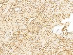 TIM-4 Antibody in Immunohistochemistry (Paraffin) (IHC (P))