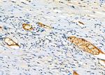 TMPRSS2 Antibody in Immunohistochemistry (Paraffin) (IHC (P))