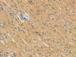 TOM1L2 Antibody in Immunohistochemistry (Paraffin) (IHC (P))