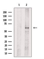 TOM1L2 Antibody in Western Blot (WB)